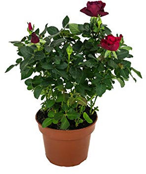 Rosal Mini Flor de Color Rojo 10cm Planta Natural en Maceta Rosal Miniatura