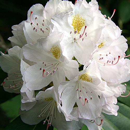 Rhododendron 'Madame Masson' 40-50 cm en conteneur