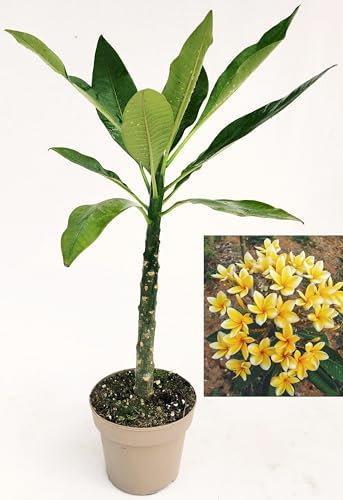 POWERS TO FLOWERS - PLUMERIA FRANGIPANI RAMIFICATA BIANCA CON OCCHIO GIALLO, altezza 45cm, vaso 16 cm diametro, pianta vera