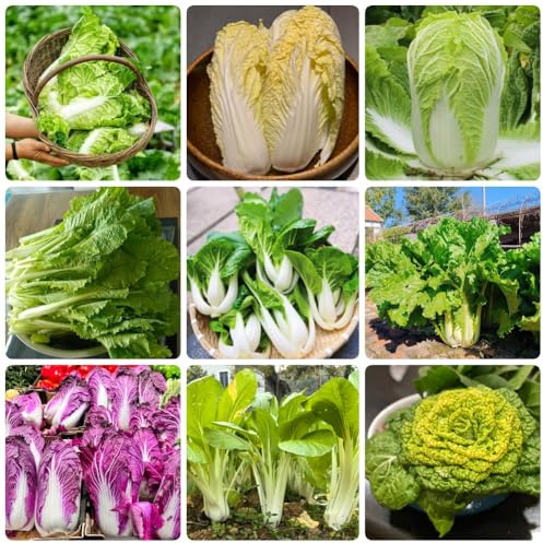 Semillas de col china - semillas de variedades antiguas Semillas de Pak Choi - raras 800pcs