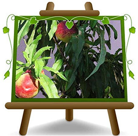 EURO PLANTS VIVAI Pesco Nano – Pianta da Frutto su Vaso ø 20 cm - Altezza 60~80 cm- Età 2 Anni