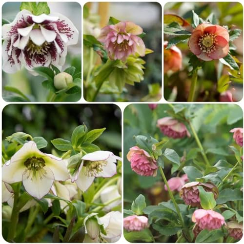 120 pcs Christrosen samen - plants topfpflanzen draußen winterhart Christrose, bienenfreundliche blumensamen bienen wiese wildblumensamen mehrjährig winterhart schmetterlingswiese