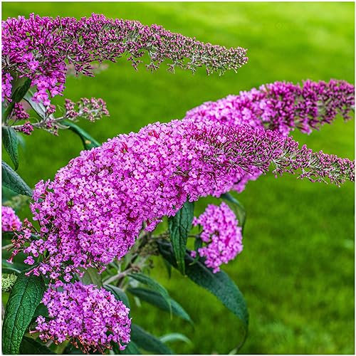 1 Buddleia davidii 'Pink Delight' in 2L Pot Buddleja Butterfly Bush 3fatpigs®