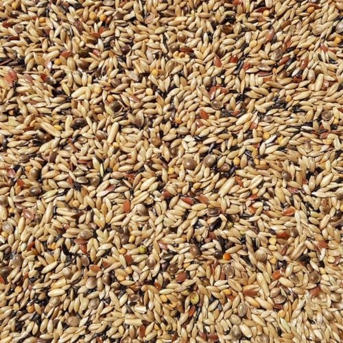 Supravit Kanarienfutter ohne Rübsen 5kg | Vogelfutter für Kanarienvögel Aller Arten | Für Waterslager, Harzkanarien und mehr | Ganzjahres-Futter für Kanarien Vögel