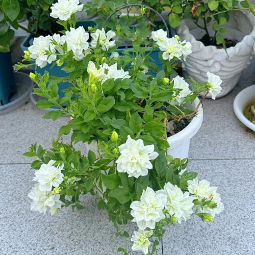 semillas de petunia balcón, petunia híbrida, resistentes al aire libre de petunia colgante resistentes, decoración de cercas Semillas 550pcs