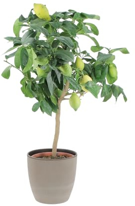 KENTIS - Citronträd - Citrus Limon växt - riktiga utomhusväxter - fruktträd i krukor - H 70–80 cm Ø 20 cm