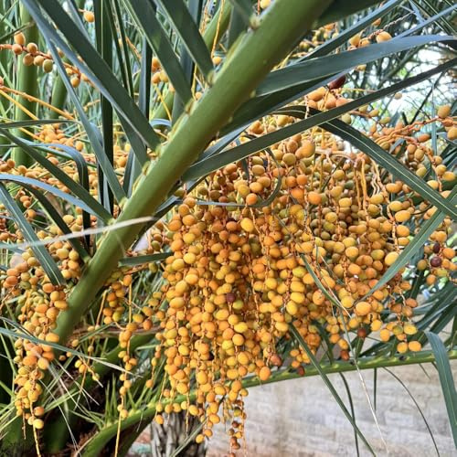 semillas de palmera datilera - interior decorativas resistentes 10pcs