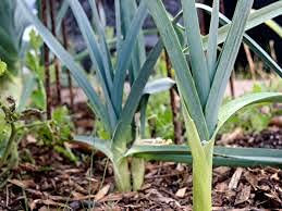 Genipap 5 pezzi di semi di ortaggi di rafano giapponese