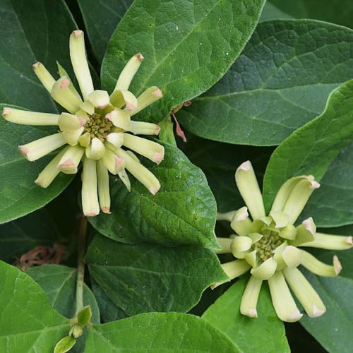 Vivai le Georgiche - Pianta vera di Calycanthus floridus Athens Calicanto d'Estate - vaso Ø 18 cm - altezza alla vendita 40-60 cm