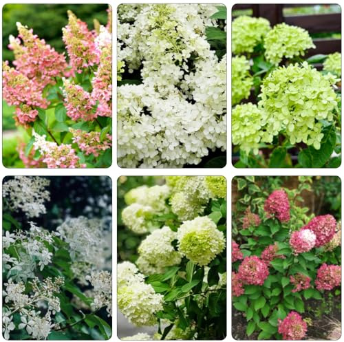ortensia paniculata estate tagliato selvaggio, autunno, perenne bonsái primavera decorazione semi biologici perenni 300pcs