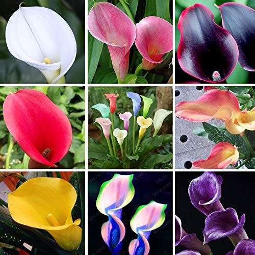 Other: Calla Pot Balcony Plant Calla Can Absorb Radiation Mixed Colours - 20 Pieces (Not Calla) : Seeds Only