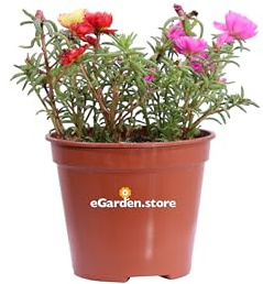 Pianta di Portulaca pianta da esterno pianta da fiore pianta succulenta pianta di Portulaca ornamentale pianta vera venduta da eGarden.store (Portulaca Grandiflora Ibrida Multicolor)
