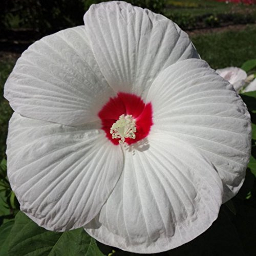 Hibiskus Flitterwochen weißes Auge, (10 Samen) Huge, exotisch, Blüten, Sommer Bloom Herbst, Kälte Hardy, Staude