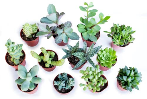 Italy Green Life - Piantine Grasse Vere Mini Succulenti Senza Spine, Vaso Ø 5.5cm. Piante Vere da Interno, Piante Vere da Appartamento, Piante Grasse Vere da Esterno Perfetti (12 Piante)