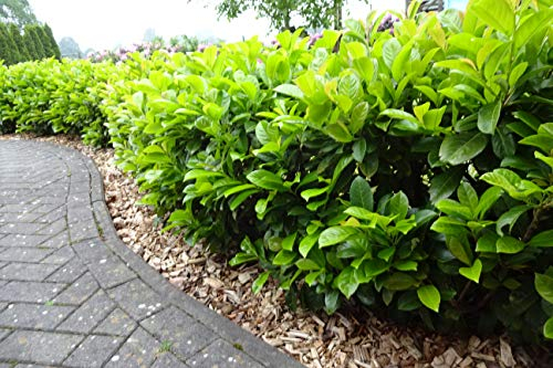 10 Kirschlorbeer Rotundifolia 90-120cm im 3L Topf reine Pflanzenhöhe Prunus laurocerasus Lorbeer schnellwachsend Heckenpflanzen immergrün Premium Qualität vom Gärtner