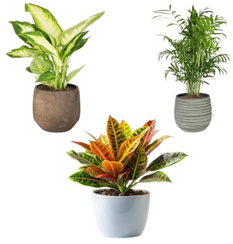 Pack 3 Plantas Naturales de Interior -Filtro Natural de Aire : Croton + Dieffenbachia Camillia + Palmera Areca Ø12 cm Alto 30-40 cm, Decoración del Hogar (No Incluye Maceta de cerámica)