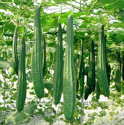 My Favorite Deals 15 Seeds Ridge Gourd | Patola | Chinese Okra | Turia Non-GMO