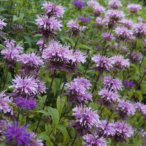 6x Monarde 'Prairienacht' – Monarda 'Prärienacht' – Godet 9x9cm | Fleurs violettes, feuillage odorant