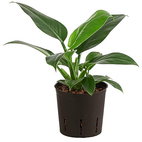 Dehner Baumfreund, Philodendron Imperial Green, Hydrokultur, 35 cm, Ø 15 cm, Zimmerpflanze