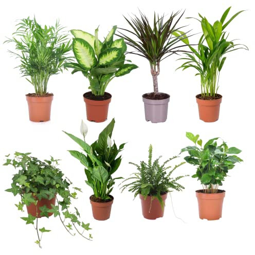 Jungle Pack DECOALIVE Set de 8 Plantas de Interior Naturales Todas Diferentes