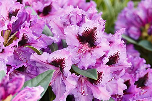Rhododendron Hybride 'Mogambo' 30-40 cm – Winterhart, Immergrün, Mehrjährig – Rhododendron – Blütenstrauch für Garten & Kübel