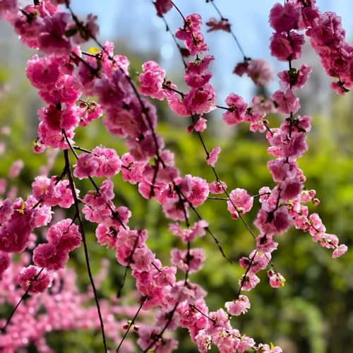 Semillas de almendro, resistentes para el jardín Prunus triloba, exóticas variedades antiguas en resistentes al aire libre regalos de jardín 18pcs
