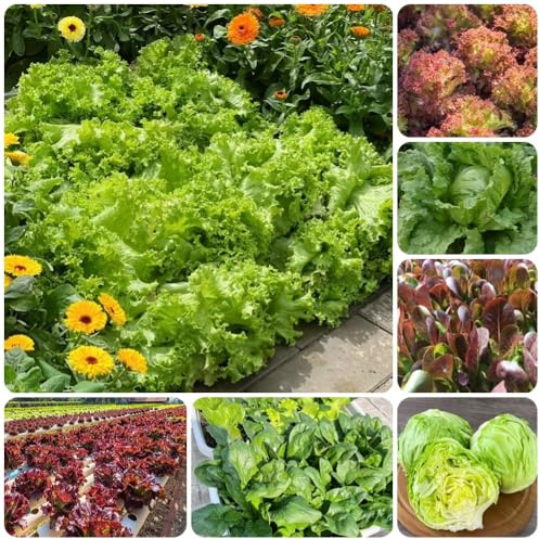 Semillas de lechuga, semillas de jardín antiguas variedades 300pcs