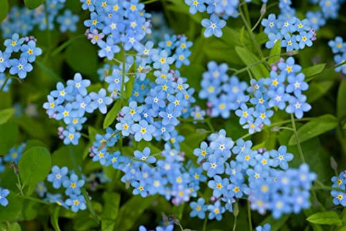 500 Royal Blue Myosotis frön - blommor- reproducerbara bondefrön - SemiWild