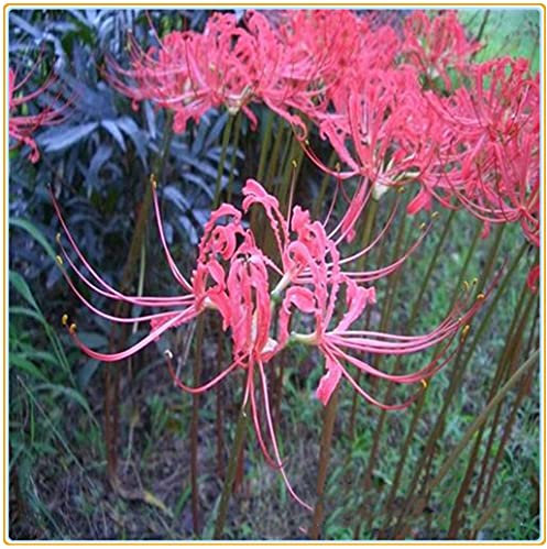 Lycoris radiata/Bellissime piante di decorazione del parco-28 bulbi,B