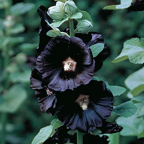 Herb Seeds - Hollyhock Black - 100 Seeds