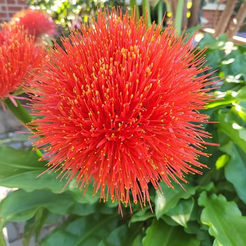 Blumenzwiebel - Raritäten : Blutblume : Scardous Multiflora - Scadoxus - Haemanthus 3 Zwiebel