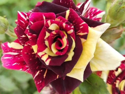 Abracadabra ®, rosa viva di Rose Barni®, rosa in vaso rifiorente, fiori grandi, dall'insolito colore screziato rosso e giallo, cod. 72010