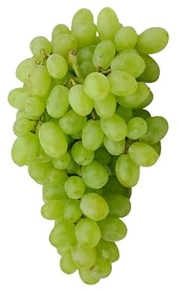 AMDGarden Pianta di Uva Vite Innestata Regal Seedless Bianca Apirena senza Semi da Tavola in Vaso 16 cm