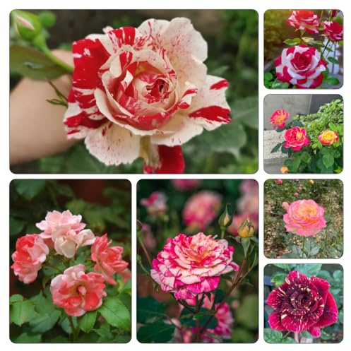 rosal resistente - trepadoras raras variedades orgánicas tradicionales trepadoras de interior Parterres elevados el jardín invernaderos de balcón 250semillas