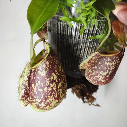fleischfressende pflanzen nepenthes samen, zimmerpflanzen samen, bodendecker samen winterhart kannenpflanze plants, gartenpflanzen winterhart fleischfressende pflanzen, winterharte 150pcs