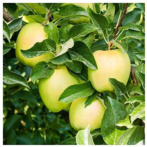 Golden Delicious Apple Tree 4-5ft,Self-Fertile,Very Sweet Flavour 3fatpigs®