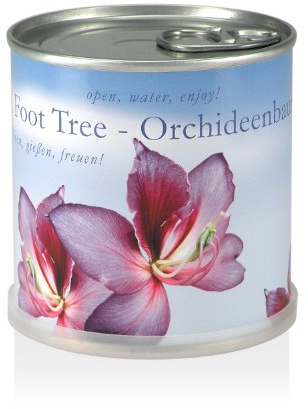 MacFlowers® mit Orchideenbaum in Anzucht Blumendose