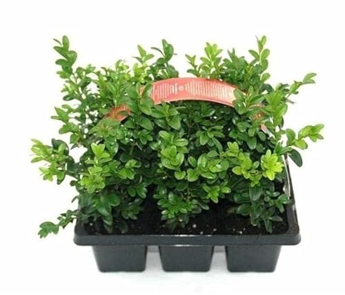 50 x bukträdväxter i kruka – Buxus sempervirens, ca 20 cm total höjd inklusive kruka – vintergrön häckväxt, lättskött, vinterhård, perfekt för trädgård, balkong och hink