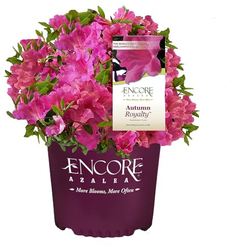 Encore Azalea Autumn Royalty (1 Gallon) Azalea of The Year Purple Flowering Shrub - Full Sun Live Outdoor Rhododendron Plants