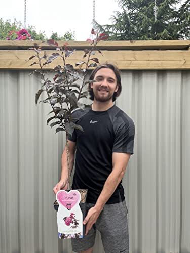 Prunus serrulata 'Royal Burgundy' | Dwarf Flowering Cherry Blossom Tree | 1.2M