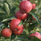 Gala Herbstapfel Buschbaum süßer Apfel Zwergapfel Apfelbaum ca. 110-140 cm M9