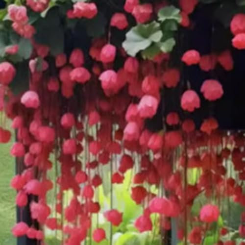 500 Graines de Fleurs Grimpantes Crabapple Non-OGM, Idéales pour Jardin de Balcon, Plantes Ornementales (Rose Rouge)