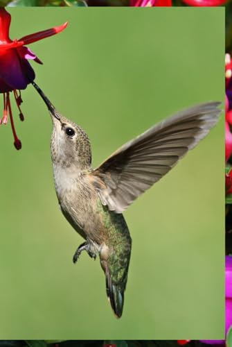Hummingbird and Fuchsia