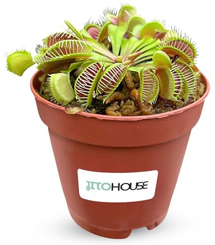 Venus Fly Trap Plant Pet Friendly Non-Toxic 2 Pot Live Carnivorous Plant for Indoor & Outdoor Use | Easy to Grow Bugs Catcher Trap Houseplant for Beginners | Live Plant in 2 Nursery Pot - JitoHouse
