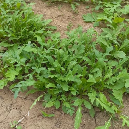 rucolasamen - rucola exotische bio grünpflanzen hochbeet gemüsesaat bonsai pflanzensamen exotische kletterpflanzen steingartenpflanzen winterhart nachhaltige geschenke 225samen