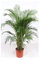 Pianta Dypsis lutescens-Areca Vaso 34