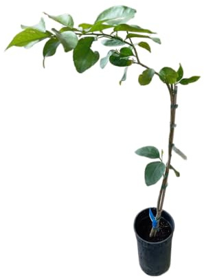 Árbol de Naranjo en Maceta 17cm Frutal Resistente y de Fácil Cuidado