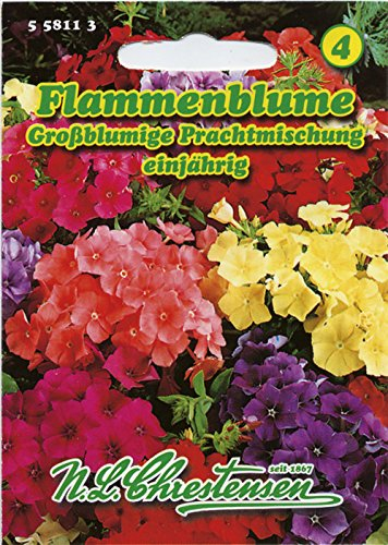 Flammenblume Prachtmischung, einjährig, großblumig, farbenfroh, (Phlox drummondii grandiflora)