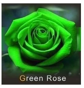 les colis noirs lcn Lot de 20 Graine Rose Rosier Verte