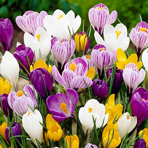 Mélange de bulbes de crocus géants, 100 bulbes exclusifs, mélange de 5 variétés provenant de Hollande, véritables fleurs/oignons de crocus vivaces et résistants à l'hiver